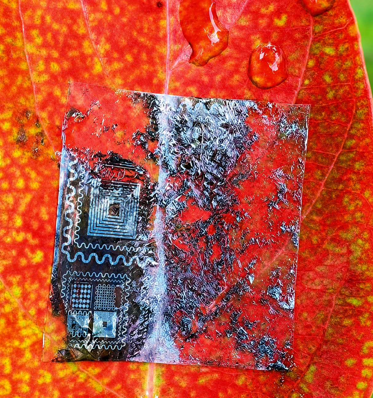 Bioresorbable electronic device resting on a leaf