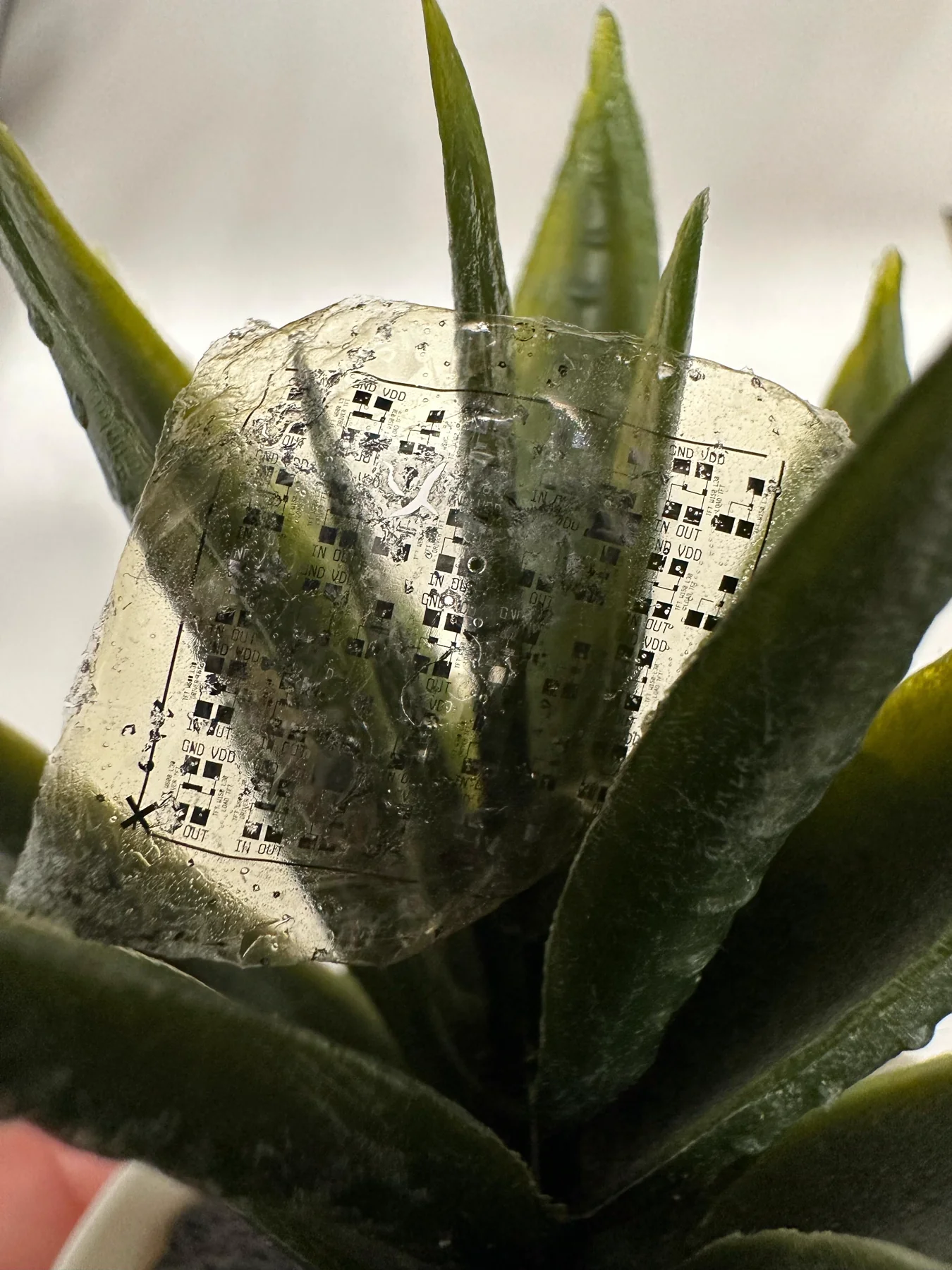 Transparent transient electronic device placed on a plant